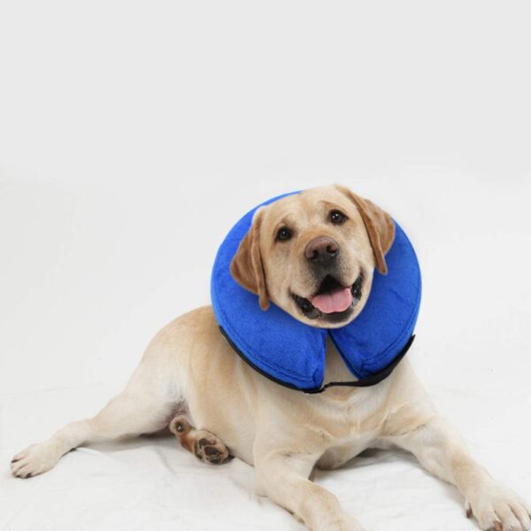 El Collar Isabelino Inflable para perros y gatos es terapuetico. Acelera la curación de los eczemas y de las heridas con este collar isabelino inflable, de Animal Lovers, que impide que tu perro o gato se lama o mordisquee las heridas abiertas o la piel inflamada.