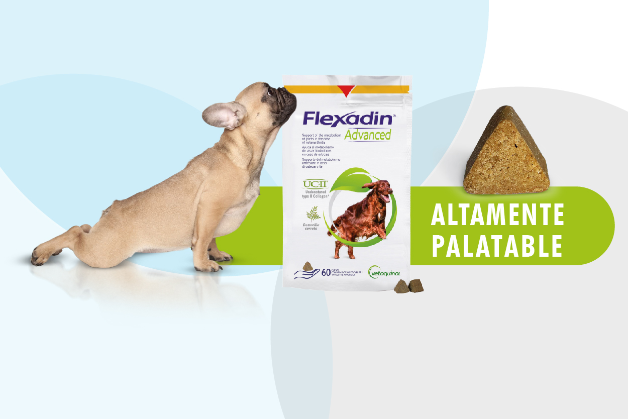 Suplemento alimenticio para Perros para Artrotis. Flexadin